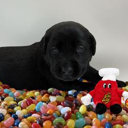 Island Punch - Black female Labrador Retriever puppy in Water Valley, Mississippi from Three Lakes Labs & WHDs