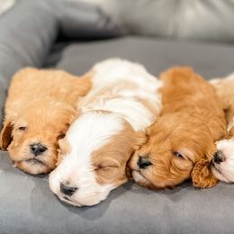 Cavapoo and Goldendoodle Puppies from Fitzdoodles