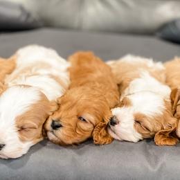 Cavapoo and Goldendoodle Puppies from Fitzdoodles