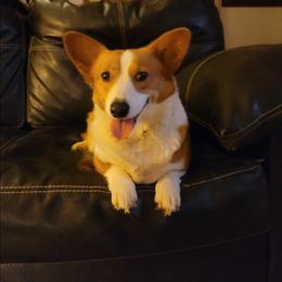 Jenny - Pembroke Welsh Corgi