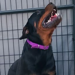 Rottweiler puppies from Guardian Angel Rottweiler