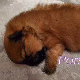 Pomeranian Puppies from TNT Pomeranians