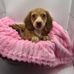Minnie - Cream female Dachshund puppy in Mountain Home, Arkansas from Furry Friends Kennel