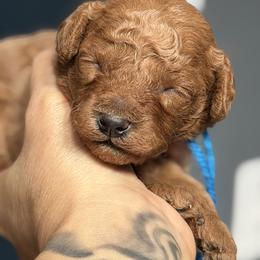 Blue collar - Red  male Poodle puppy in Stockton, California from R&R Goldendoodles