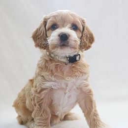 Cockapoo Puppies from Dana's Domain Cockapoos