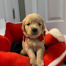 Bailey - Golden female Golden Retriever puppy in Seville, Ohio from Retriever Ranch