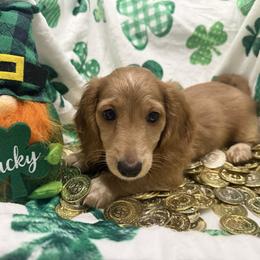 Rigby- lighter ee red Male - Red male Dachshund puppy in Cutler Bay, Florida from Dadecounty’s Dachshunds