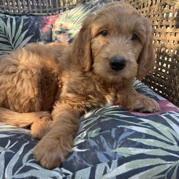 Matey - Red  male Goldendoodle puppy in Placerville, California from New Dawn Poodles and Doodles