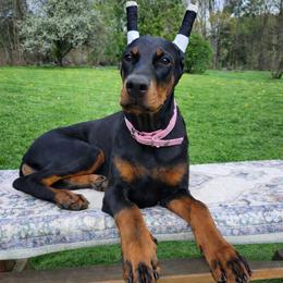 Dolly - Black and rust female Doberman Pinscher puppy in Robinson, Pennsylvania from Makkr Ridge Dobermans LLC