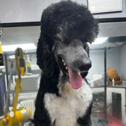 Ramzie - Poodle
