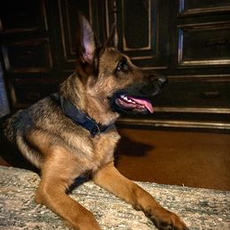 German Shepherds from Majestic GSD Kennels