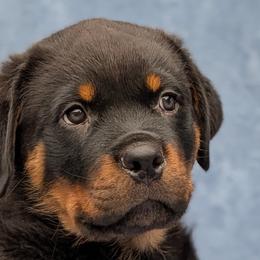 Rottweilers from Desert Sky