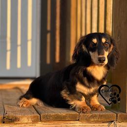 Willow - Dachshund