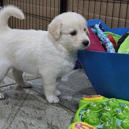 Companion Cross puppies from The Bosun Dog Project