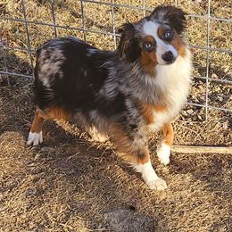 Chicane - Miniature Australian Shepherd