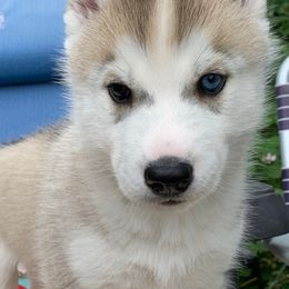 Siberian Husky Puppies from Canace Siberians