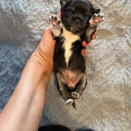 Girl 2 - Black and tan female Chihuahua puppy in Anoka, Minnesota from Anoka County MN AKC Chihuahuas