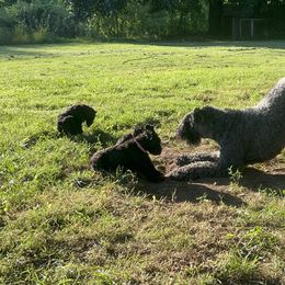 Kerry Blue Terrier Puppies from Eirebear Kerry Blue Terriers