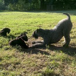 Kerry Blue Terrier Puppies from Eirebear Kerry Blue Terriers