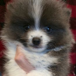 River - Blue parti male Pomeranian puppy in Pickton, Texas from Mandy's Precious Poms
