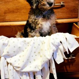 Hendrix - Merle Labradoodle puppy in Phoenix, Arizona from AZ Blue Sky Dogs