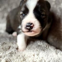 Rodeo - Agouti and white male Siberian Husky puppy in Corvallis, Montana from Double H Siberians