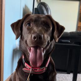 Labrador Retrievers from Midwest Labrador’s