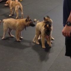 Belgian Tervuren Puppies from CoKo Belgian Tervuren