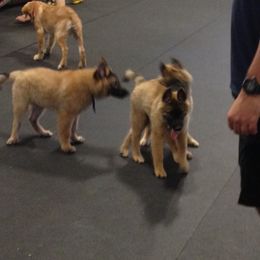 Belgian Tervuren Puppies from CoKo Belgian Tervuren