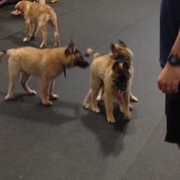 Belgian Tervuren Puppies from CoKo Belgian Tervuren