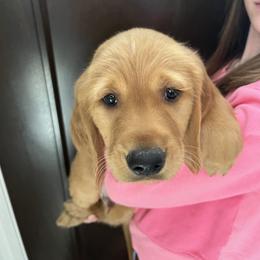 Assorted Doodle Crosses and Golden Retriever Puppies from Golden Palms Puppies
