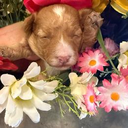 Girl 1 - Red female Cavapoo puppy in Cottondale, Florida from Pat’s precious puppies