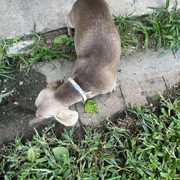 Belle - Dachshund
