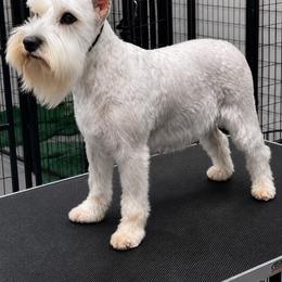 Sandora - Miniature Schnauzer