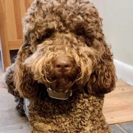 Maji - Goldendoodle
