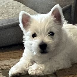 West Highland White Terriers from Barbara's West Highland White Terriers
