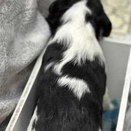 Cavalier King Charles Spaniel and Labrador Retriever Puppies from Happy Tails Kennel