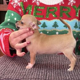 Chihuahua, Great Dane, and Pembroke Welsh Corgi Puppies from California Dreaming