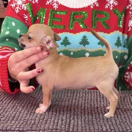 Chihuahua, Great Dane, and Pembroke Welsh Corgi Puppies from California Dreaming
