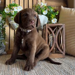 Roman - Brown male Chesapeake Bay Retriever puppy in Ulen, Minnesota from North Wind Gundogs