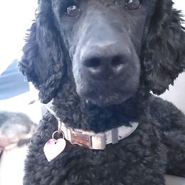 Poodles from M&M’s Poodles