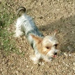 Yogi - Yorkshire Terrier