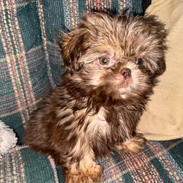 Liver Boy - Liver male Shih Tzu puppy in Albany, New York from Precious Shihpoo’s and Luxurious Shih Tzu’s