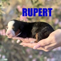 Rupert - Tri-color male Bernedoodle puppy in Gilbert, Arizona from Safe Havynn Doodles