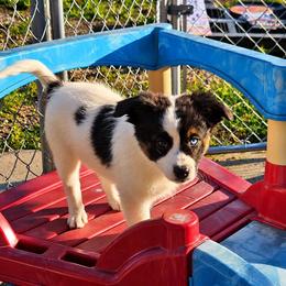 Legacy - female Sporty Mix puppy in Algona, Iowa from Ebonheart Kennel