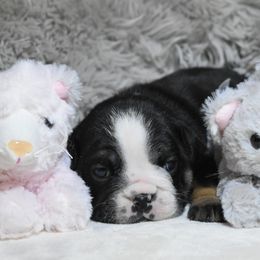 Angela - Black tri-color female Bulldog puppy in Caledonia, New York from Raise The Woof Bulldogs