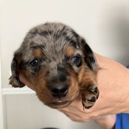 Uno - Dapple male Dachshund puppy in Mocksville, North Carolina from The Dachs of Hazzard Dachshunds