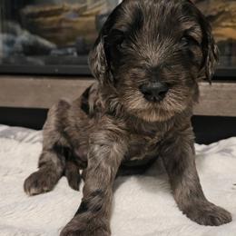 Nala - Merle female Goldendoodle puppy in Meridian, Idaho from Lucy's Golden Doodles