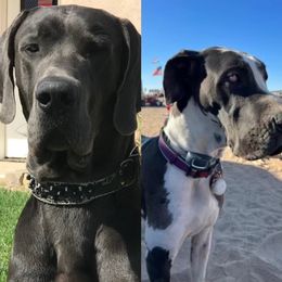 Great Danes from Jackie D's Danes
