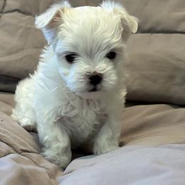 Lindy - White female Maltese puppy in Pasco, Washington from Hops-a-Lot Maltese Ranch